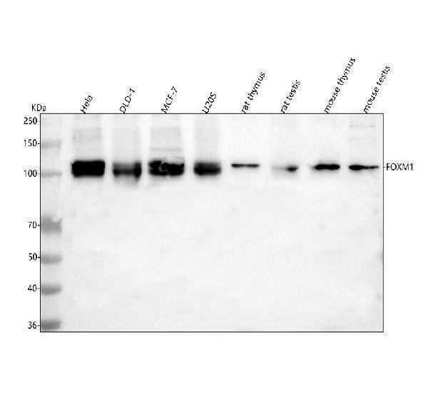 Anti-FOXM1 Antibody Picoband®