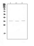 Anti-NKG2D/KLRK1 Antibody Picoband®