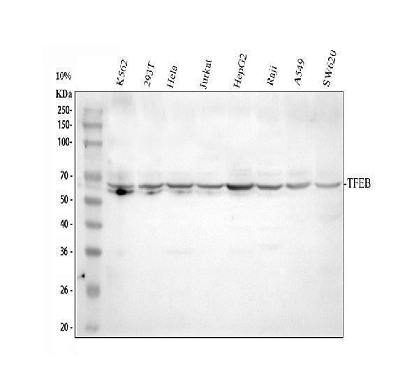 Anti-TFEB Antibody Picoband®
