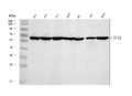 Anti-TFEB Antibody Picoband®