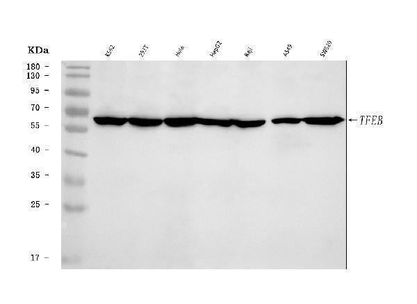 Anti-TFEB Antibody Picoband®