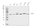 Anti-CXCR5 Antibody Picoband®