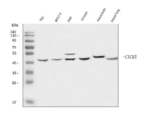 Anti-CXCR5 Antibody Picoband®