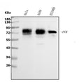 Anti-Poliovirus Receptor/PVR Antibody Picoband®