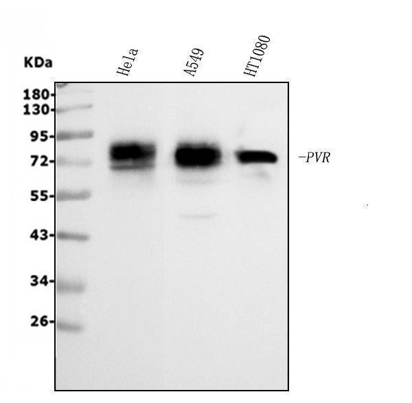 Anti-Poliovirus Receptor/PVR Antibody Picoband®