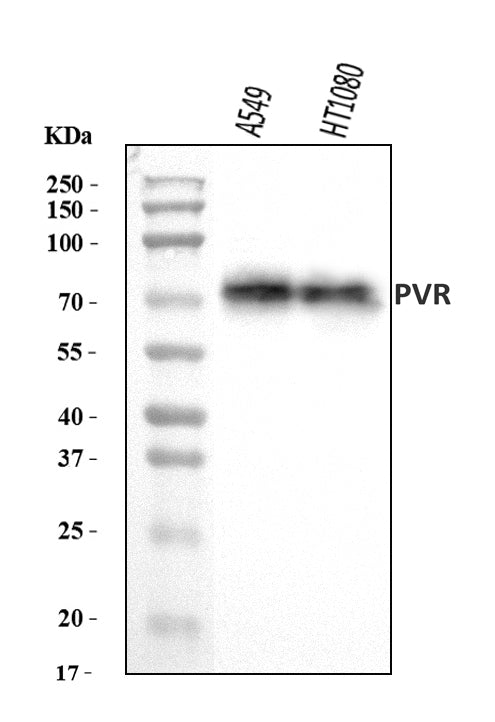 Anti-Poliovirus Receptor/PVR Antibody Picoband®