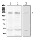 Anti-Thrombospondin/THBS1 Antibody Picoband®