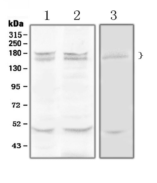 Anti-Thrombospondin/THBS1 Antibody Picoband®