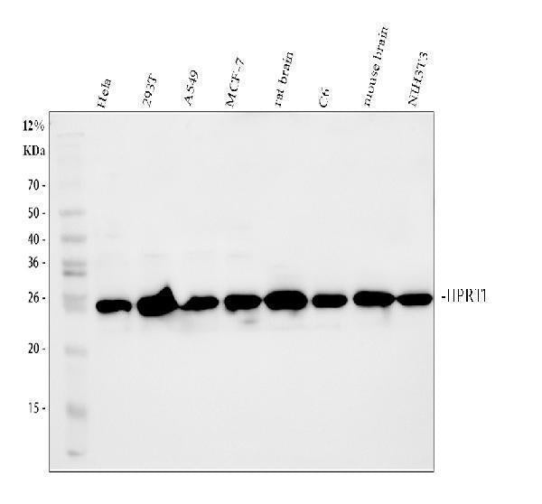Anti-HPRT1 Antibody Picoband®
