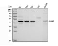 Anti-PAX5 Antibody Picoband®
