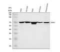 Anti-DDX5 Antibody Picoband®