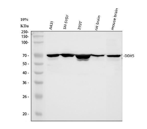 Anti-DDX5 Antibody Picoband®