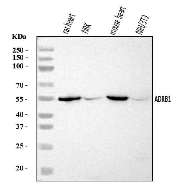 Anti-ADRB1 Antibody Picoband®