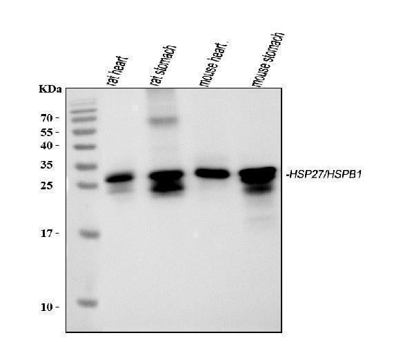 Anti-Hsp27/Hspb1 Antibody Picoband®
