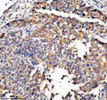 Anti-TRIO Antibody