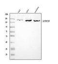 Anti-ATP7B Antibody Picoband®