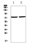 Anti-Egr1 Antibody Picoband®