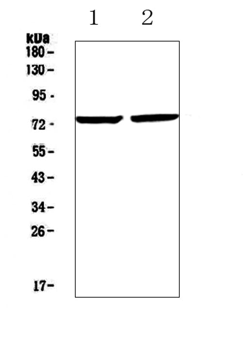 Anti-Egr1 Antibody Picoband®