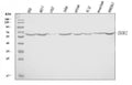 Anti-EGR1 Antibody Picoband®