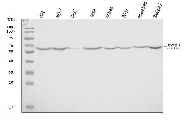 Anti-EGR1 Antibody Picoband®