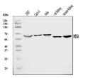 Anti-HEXA Antibody Picoband®