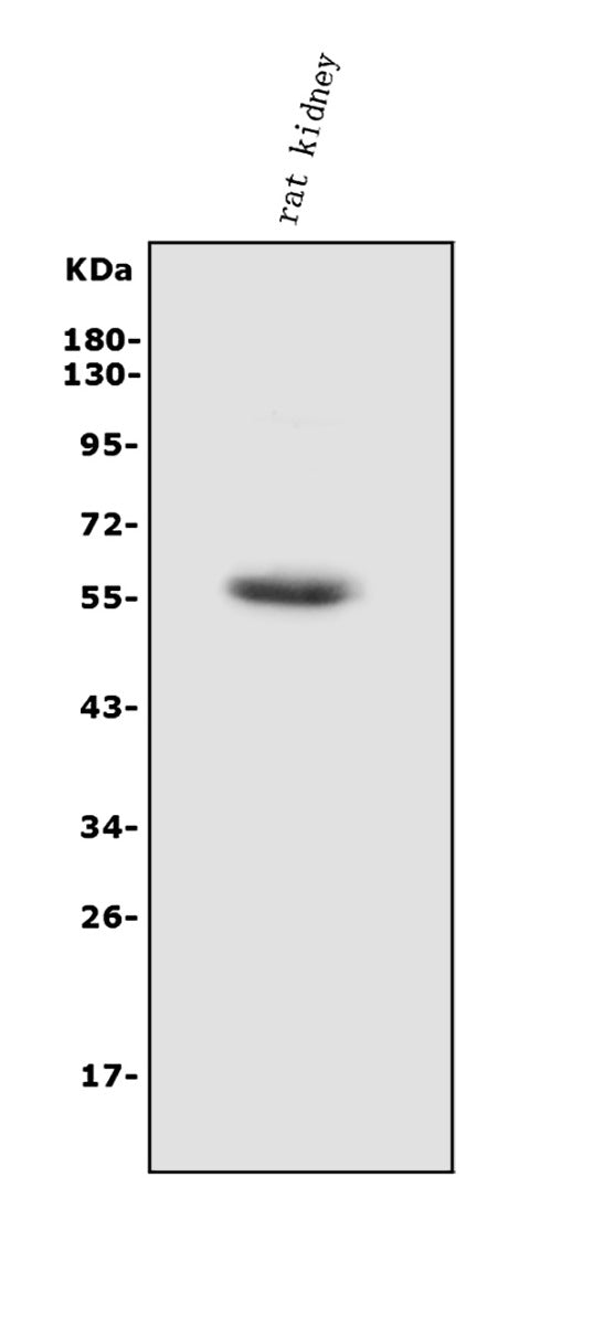 Anti-HEXA Antibody Picoband®