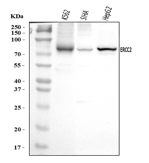 Anti-XPD/ERCC2 Antibody Picoband®