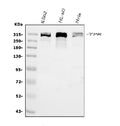 Anti-TPR Antibody Picoband®
