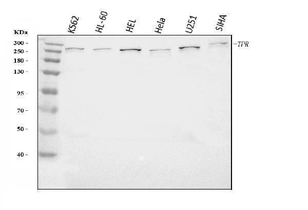 Anti-TPR Antibody Picoband®