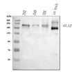 Anti-GLI2 Antibody Picoband®