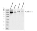 Anti-Plasminogen/PLG Antibody Picoband®