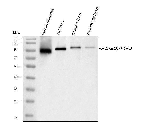 Anti-Plasminogen/PLG Antibody Picoband®