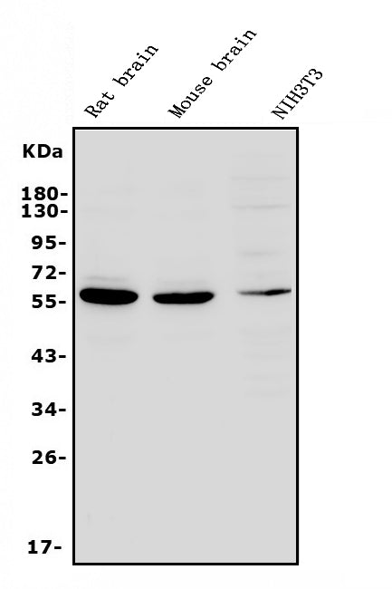 Anti-RNF8 Antibody Picoband®