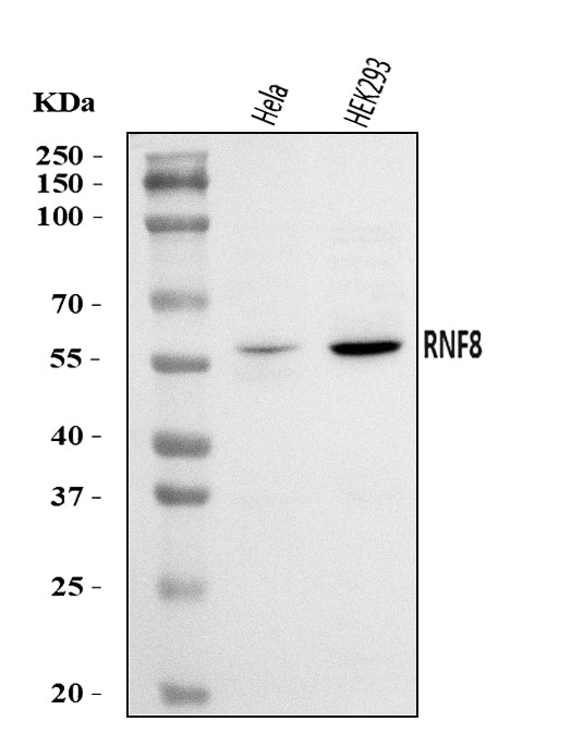 Anti-RNF8 Antibody Picoband®