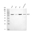 Anti-RNF8 Antibody Picoband®