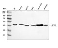 Anti-MCL1 Antibody Picoband®