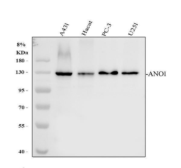 Anti-TMEM16A/ANO1 Antibody Picoband®