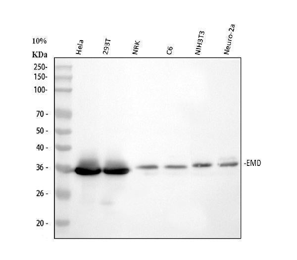 Anti-Emerin/EMD Antibody Picoband®