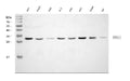 Anti-SNAIL/SNAI1 Antibody Picoband®
