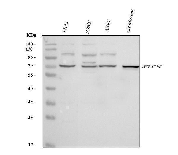 Anti-FLCN Picoband® Antibody