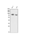Anti-FOXP1 Antibody Picoband®