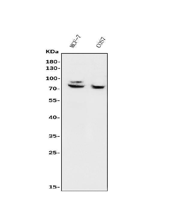 Anti-FOXP1 Antibody Picoband®