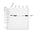 Anti-MMP1 Antibody Picoband®