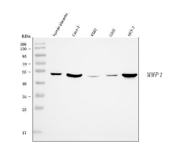 Anti-MMP1 Antibody Picoband®