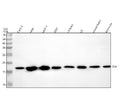 Anti-Chromogranin A/CGA Antibody Picoband®