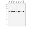 Anti-Cyclin B1/CCNB1 Antibody Picoband®