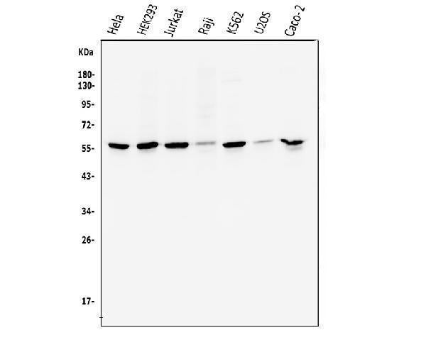 Anti-Cyclin B1/CCNB1 Antibody Picoband®