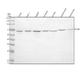 Anti-MTM1 Antibody Picoband®