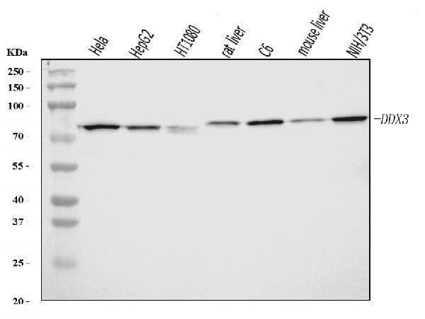 Anti-DDX3/DDX3X Antibody Picoband®