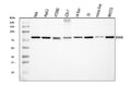 Anti-DDX3/DDX3X Antibody Picoband®